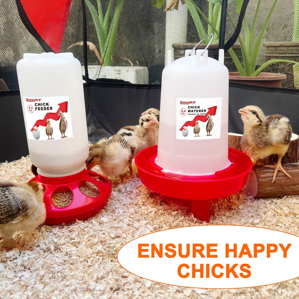 ZenxyHoC chick starter set in use in a brooder environment