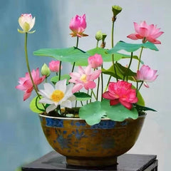 ZEshops Bowl Lotus Seeds 10 Count packaging front view