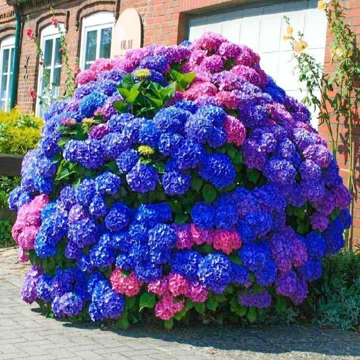 ZEshops Hydrangea Seeds 35 Count packet front view