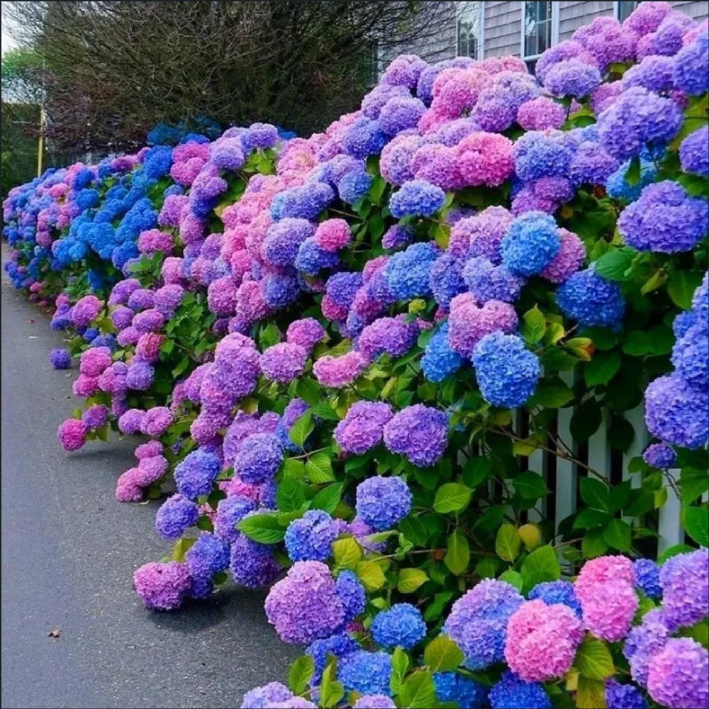 ZEshops Hydrangea Seeds packet front view with mixed colour seeds