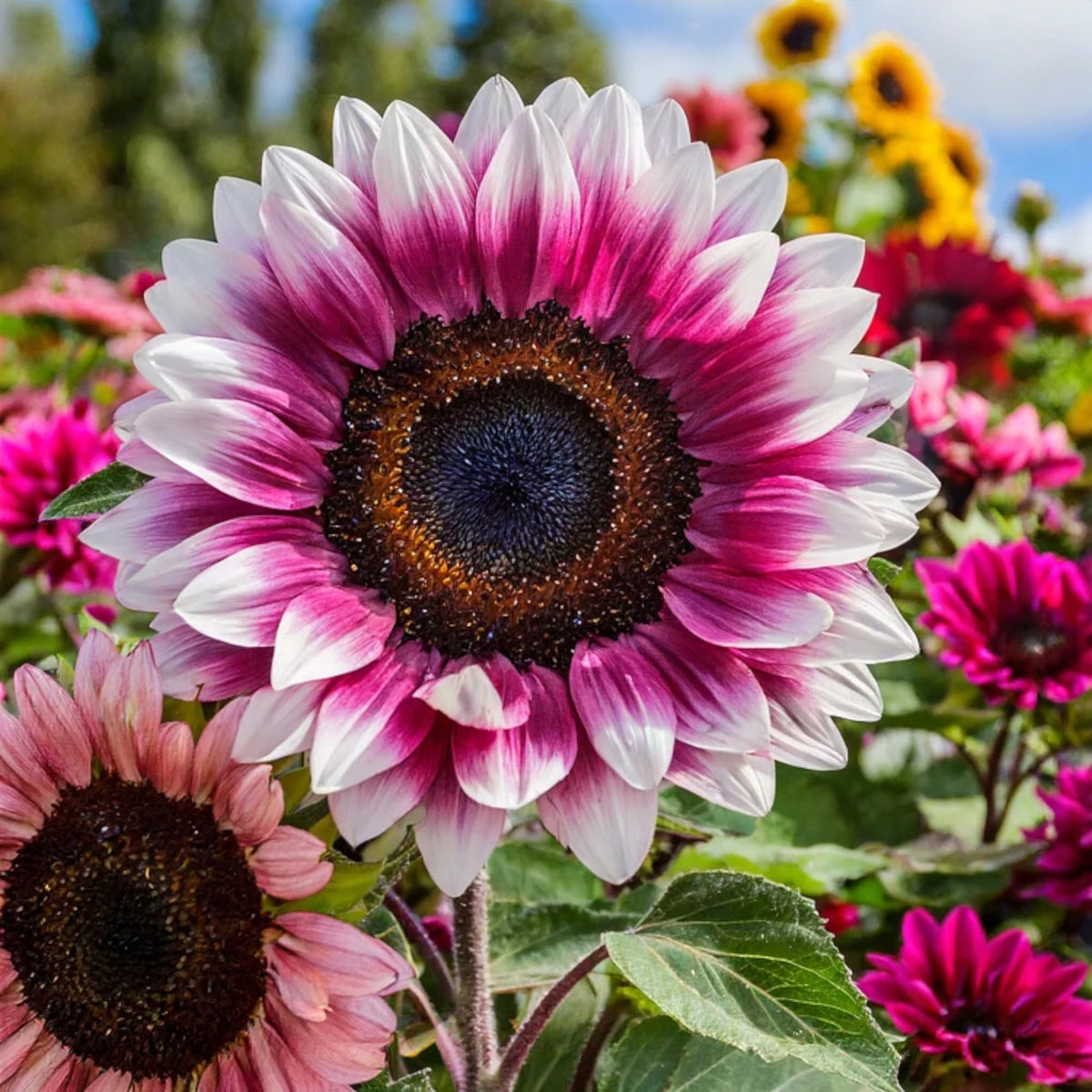 ZEshops Pink Sunflower Seeds packet front view with 50 seeds