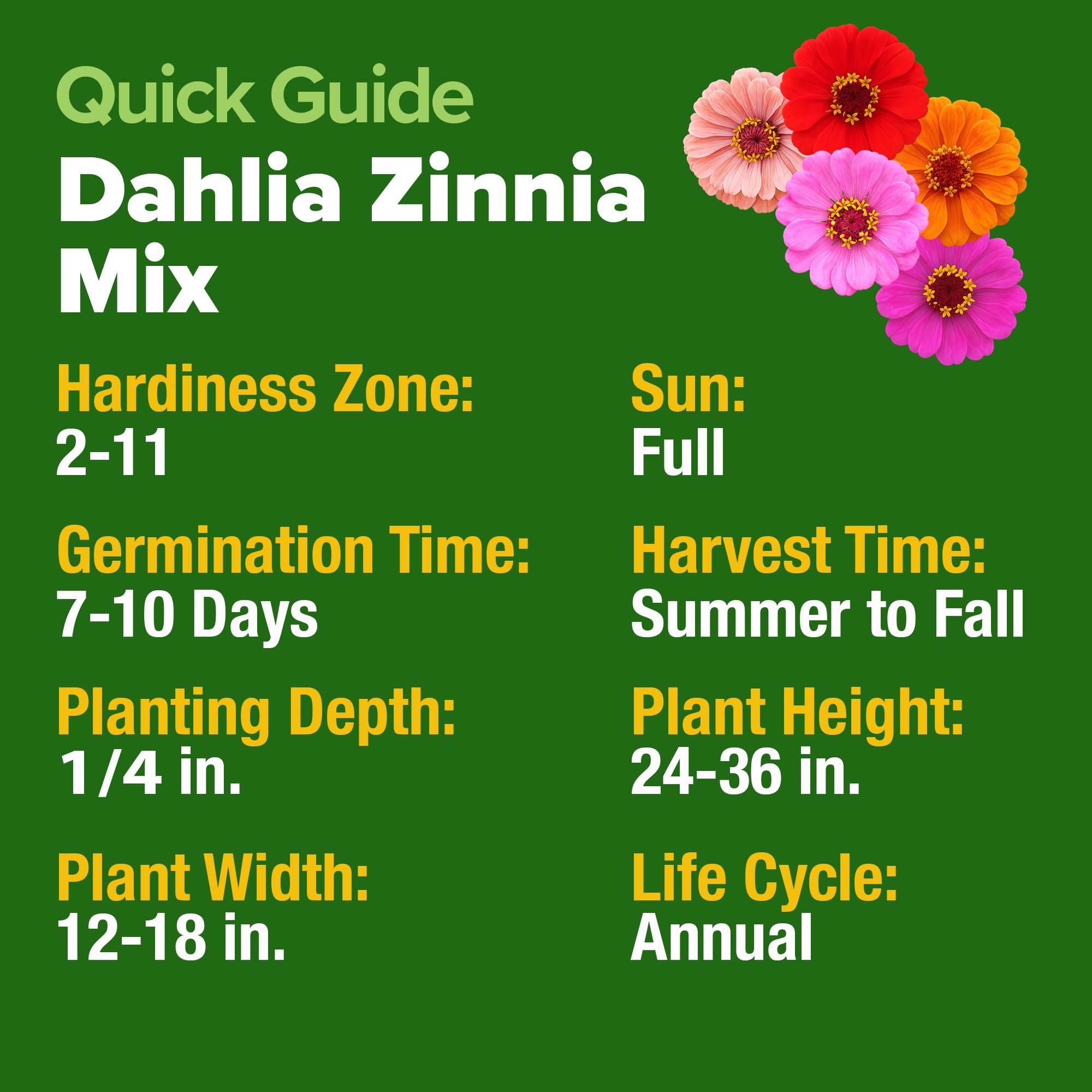 Zinnia Dahlia blooms in a bouquet on a table