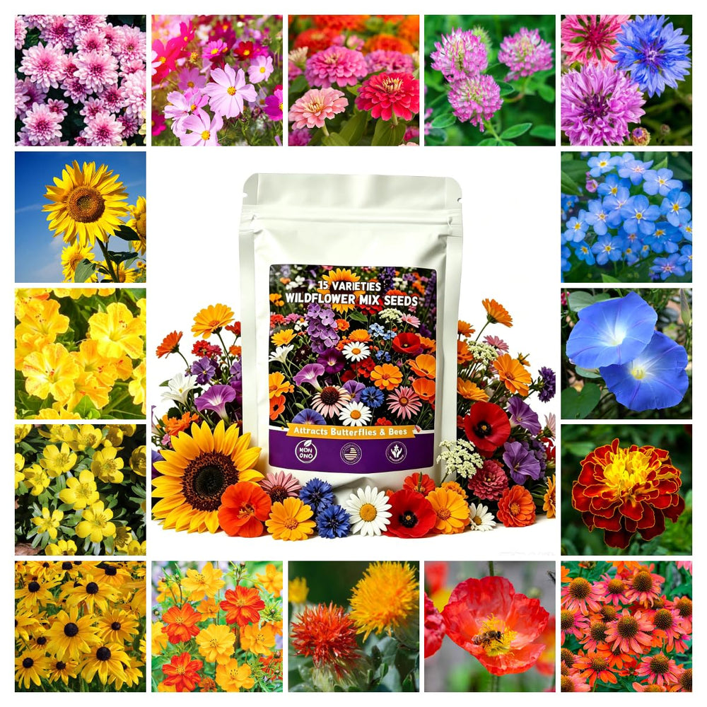 Zinnia flowers blooming from Wivolibe Wildflower Seeds