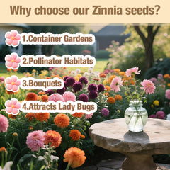 Zinnia flowers blooming in a garden from EquSym seeds