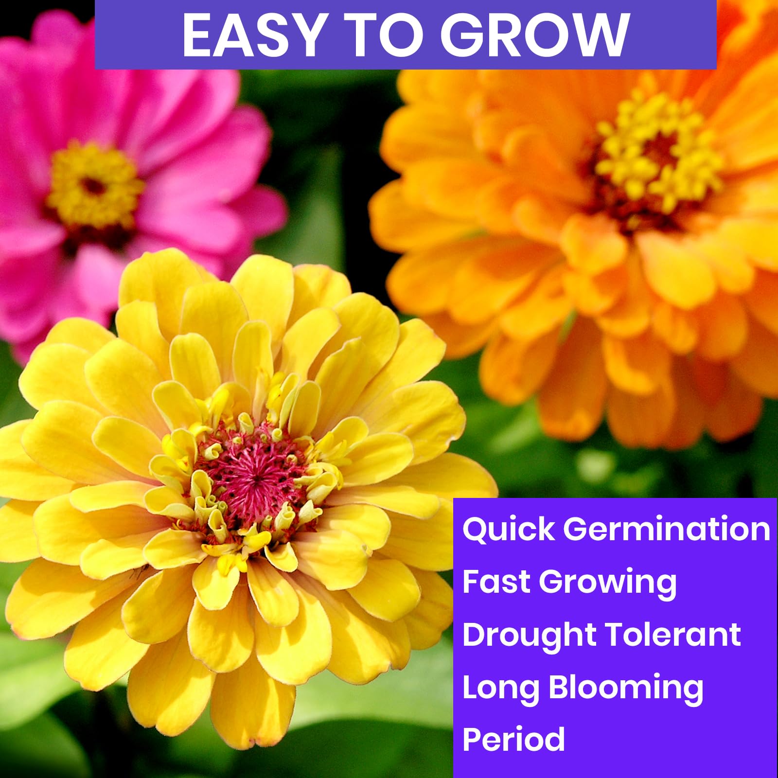 Zinnia flowers blooming in garden with vibrant colours