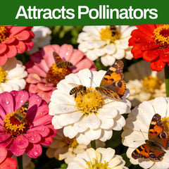 Zinnia flowers blooming in various colours from LUOJIBIE seeds