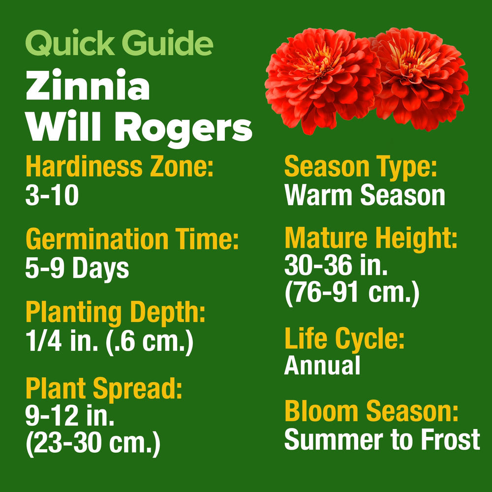 Zinnia seeds spilling from the packet with planting instructions