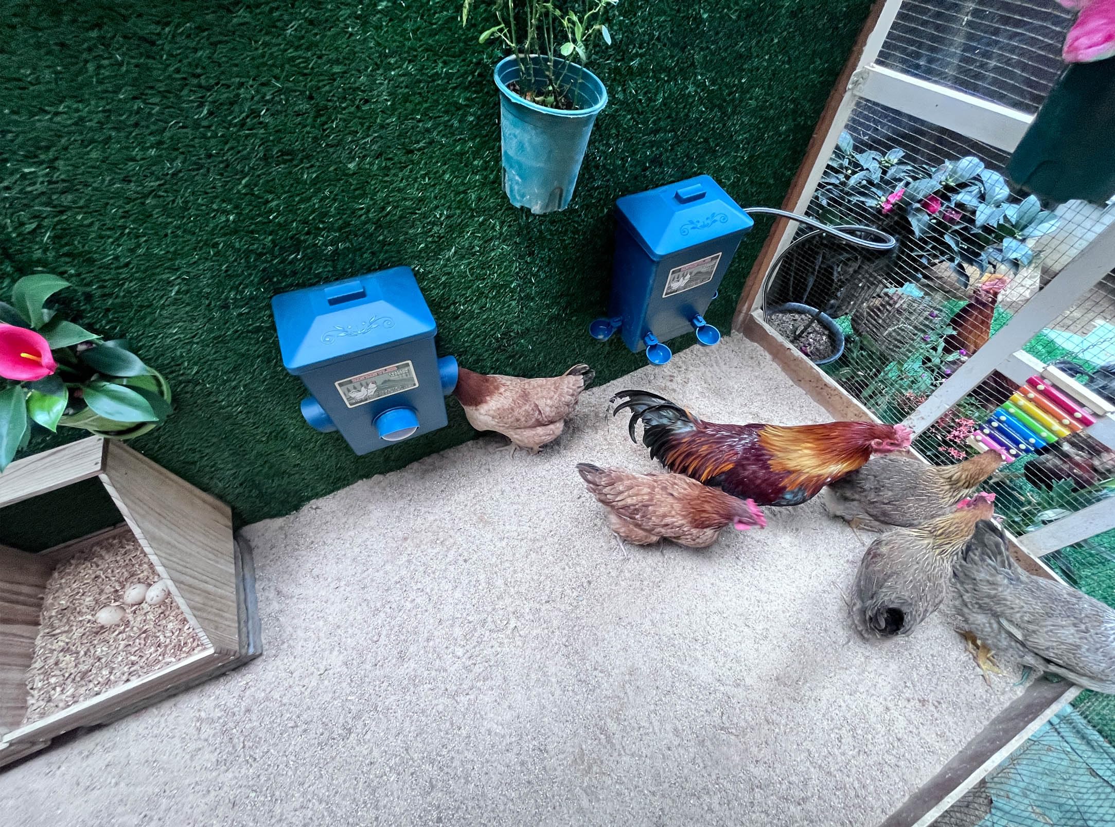 ZINZINULER Chicken Feeder and Waterer set on grass
