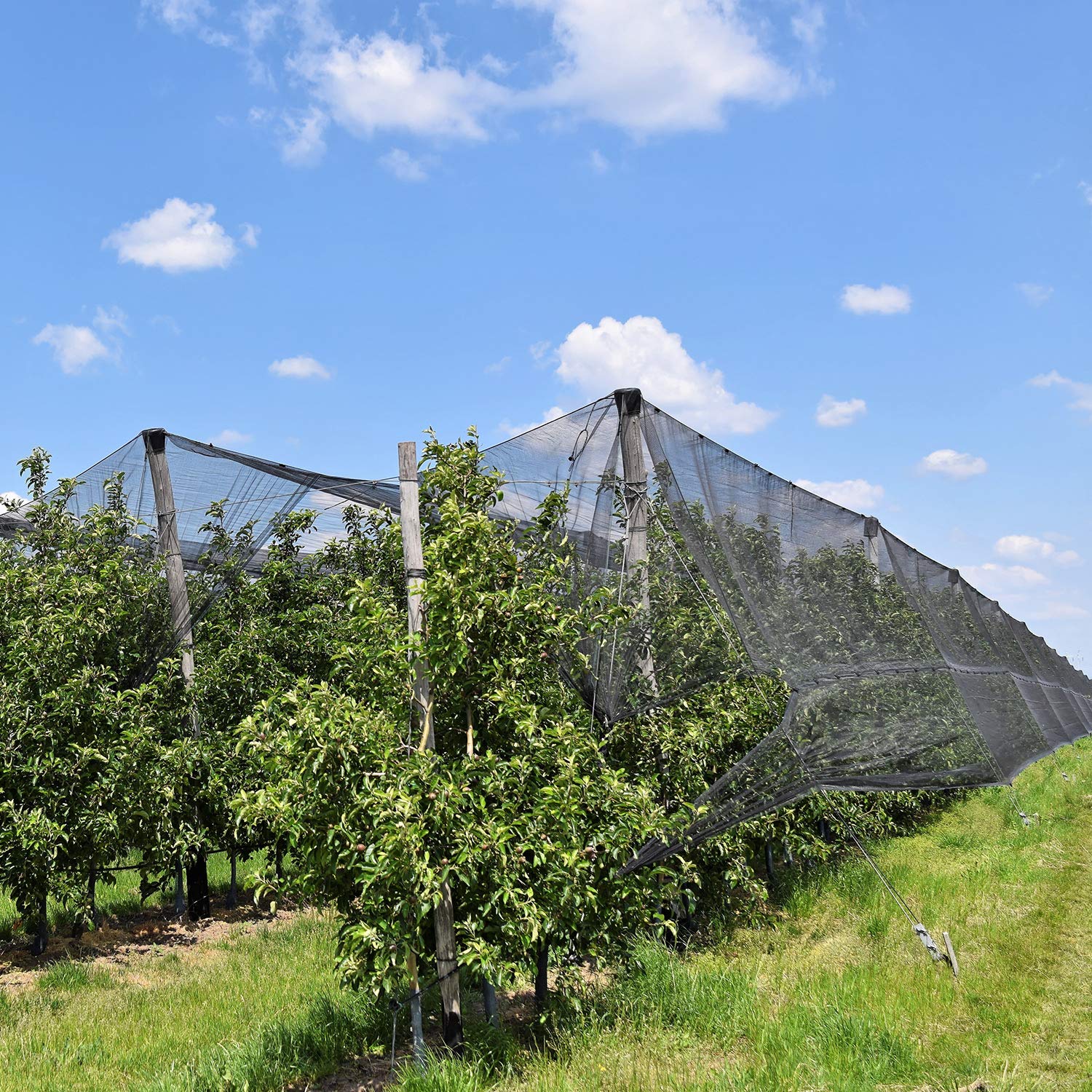 Zonon Mosquito Netting used in a garden setting