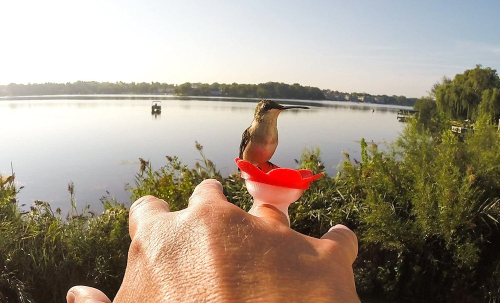 ZUMMR Hummingbird Ring Feeder instructions manual