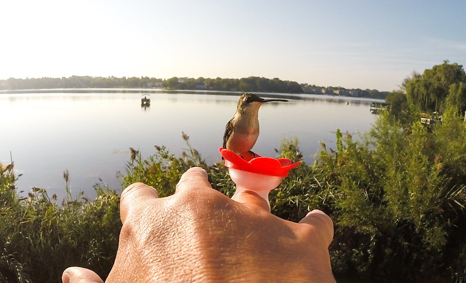 ZUMMR Hummingbird Ring Feeder yellow model close-up