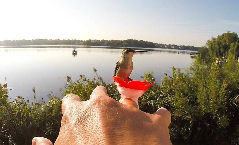 ZUMMR Hummingbird Ring Feeder yellow model close-up