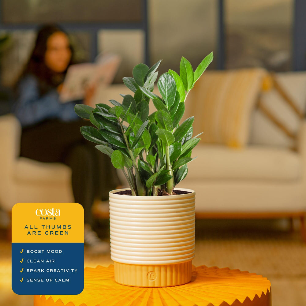 ZZ Plant displayed on a plant shelf