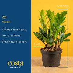 ZZ Plant in a 6-inch pot ready for delivery